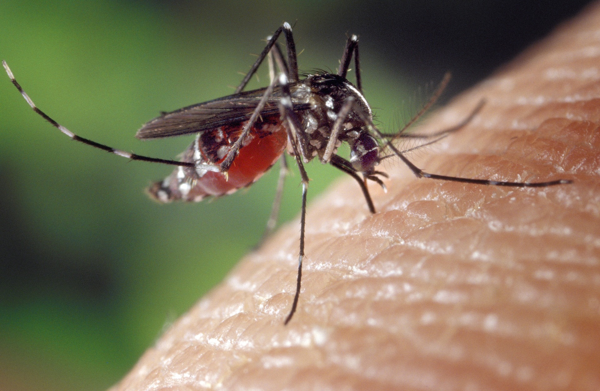 Situation de la Dengue à Mayotte